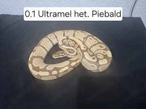 Königspython Bestandsauflösung. Dringend.