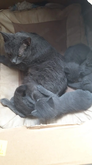 Russisch Blau Mix BKH Kitten 