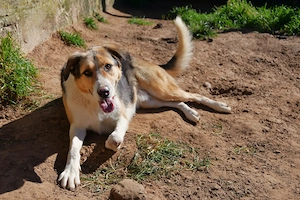 Keno sucht sein Zuhause