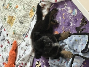 Toy Australian Shepherd Welpen 