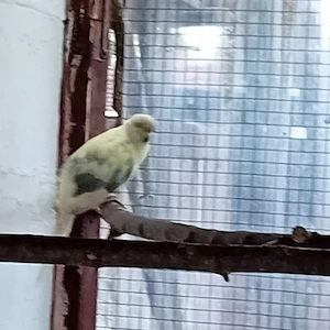 Ziegensittich Bild 3