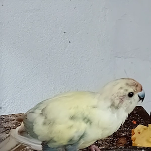 Ziegensittich Bild 2