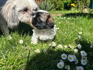 Shih Tzu Welpen