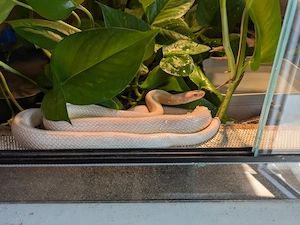 Kornnatter männchen mit Terrarium