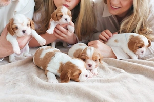 King Charls Cavalier Spaniel