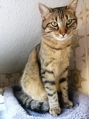 Kater Thor sucht seine Schildmaid!