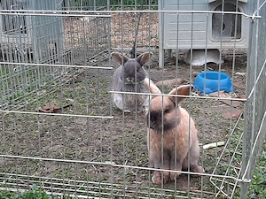 Zwergwidder Jungrammler * unkastriert