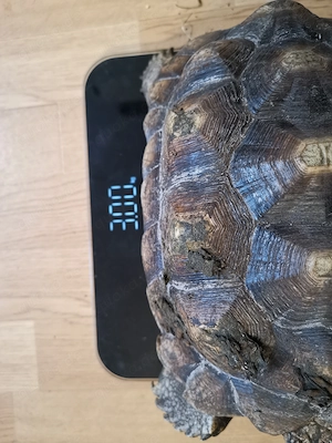 2 Spornschildkröten, centrochelys sulcata, 7 2021