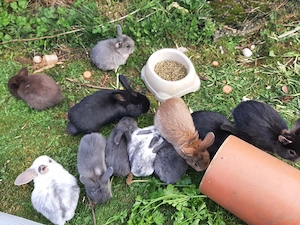 Zwergwidder Nachwuchs 