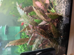 Gesunde Cryptocoryne nurii Ableger 