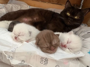 bkh blue point & chocolate