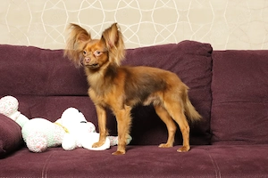 Langhaariger Russkiy Toy Deckrüde (Kein Verkauf)