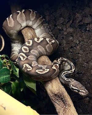 Python Regius 1.0 Mystic GHI Het Red Axanthic + Terrarium