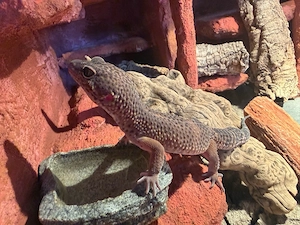 Leopardgecko 1.0 Bock BN gene. 