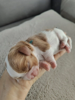  King Charles Cavalier Spaniel Welpen