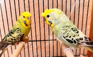 tcb wellensittich Pärchen 