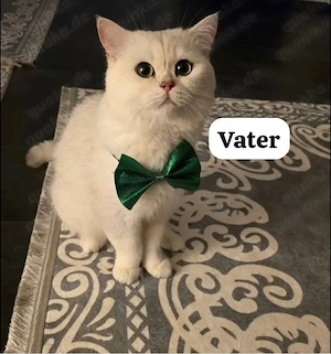 Wunderschöne Britisch Kurzhaar (BKH) Kitten