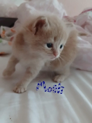 Ragdoll und Cherubim  Kitten in wunderschönen Farben 