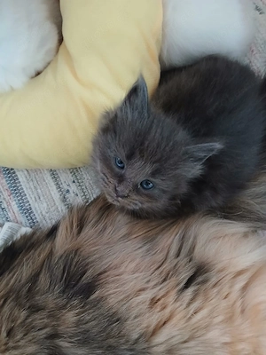 Ragdoll   Cherubim Kitten reinrassig