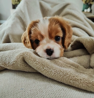 King Charles Cavalier Spaniel puppy