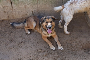 Saverio sucht sein Zuhause