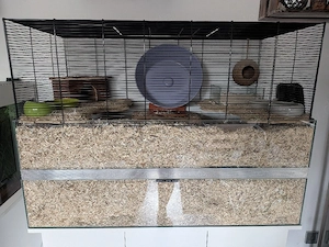 Wüstenrennmäuse inkl Nagarium und viel Zubehör 