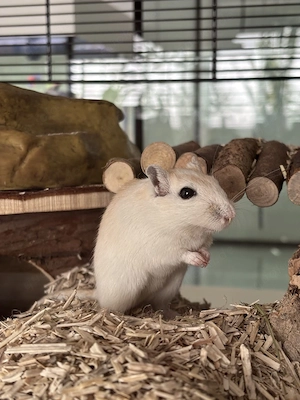 Wüstenrennmäuse inkl Nagarium und viel Zubehör 