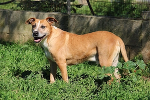 Pepper sucht sein Zuhause