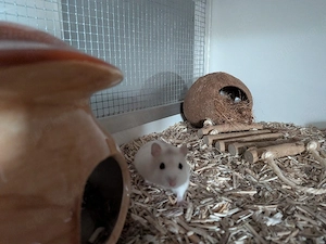Zwerghamster inkl Nagarium und viel Zubehör 