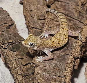 Dünnfingergeckos abzugeben  ( Stenodactylus sthenodactylus )