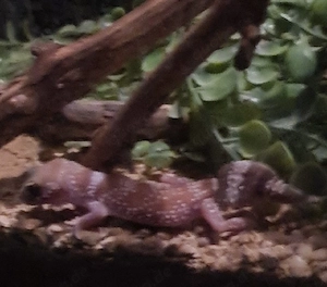 knopfschwanzgecko Nephrurus levis