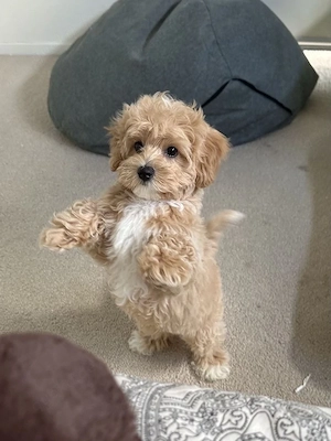 Suche nach einem kleinen Maltipoo Teacup Weiß Creme 