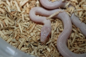 1.0 Blizzard Kornnatter 