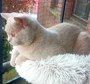 Wunderschöner BKH- Kater mit Ahnentafel (6 Monate)in der seltenen Farbe fawn 