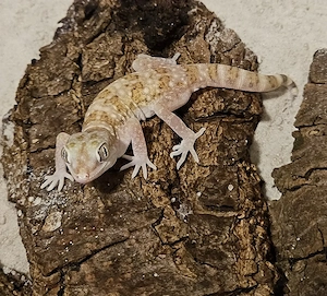 Dünnfingergeckos abzugeben  ( Stenodactylus sthenodactylus )