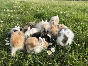 Süße Mini MM Löwenköpfchen und Teddyzwerge Zwergkaninchen 