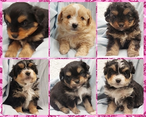 * Cavapoo Mix Pomeranien* Welpen ab Mai