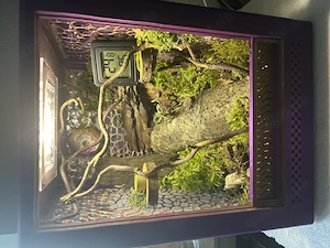 Springspinne Everglades mit Spiderlinge 