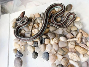 1.0 Thamnophis sirtalis tetrateania