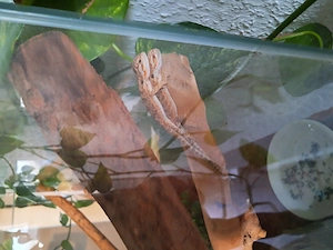 Bartagame Jungtiere  Bild 2