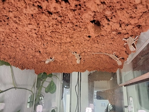 Bartagame Jungtiere  Bild 3