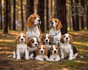  Beagle Welpen