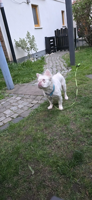Schröder Fluffy Fr.Bulldogge