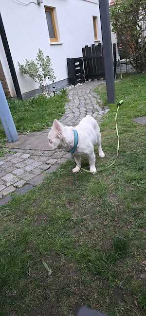 Zuhause gesucht 