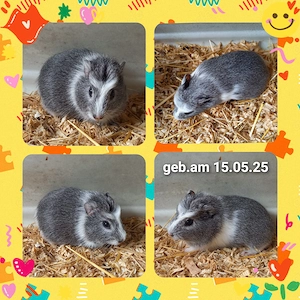 Meerschweinchen, Weibchen