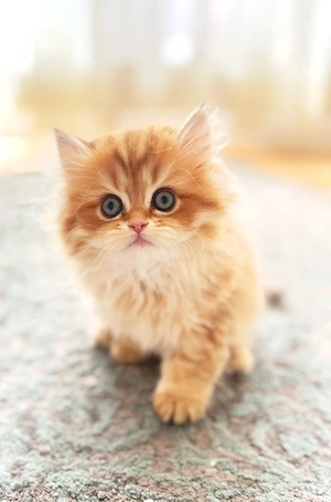 Zauberhaftes BLH Golden Chinchilla Mädchen sucht liebevolle Familie