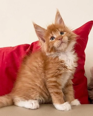 Maine-Coon-Kätzchen