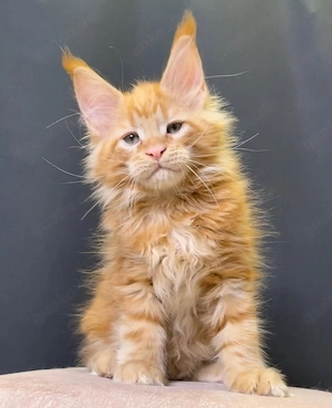 Niedliche Maine-Coon-Kätzchen