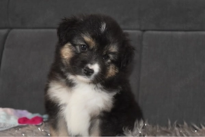 Mini Australian Shepherd Welpen mit Papieren 