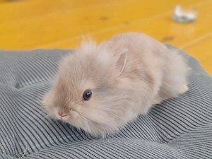Löwenköpfchen Weibchen Zwergkaninchen